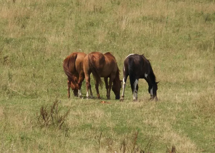 Vakantieboerderij Farma Zahradnice Olbramovice (Benesov)